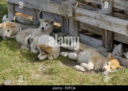 Les petits chiens de traîneau groenlandais se reposer, Ilulissat, Groenland Ouest Banque D'Images