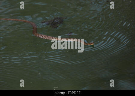 Dice Snake (Natrix tesselata) natation alors que la chasse de petits poissons et des têtards dans un lac, Patras, le Péloponnèse, Grèce, mai 2009 Banque D'Images