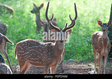 Spotted deer ( Axis axis ) dans le parc national de nagarhole, Inde Banque D'Images