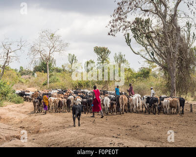 Les pasteurs massaïs avec leur bétail en Tanzanie, Afrique. Banque D'Images