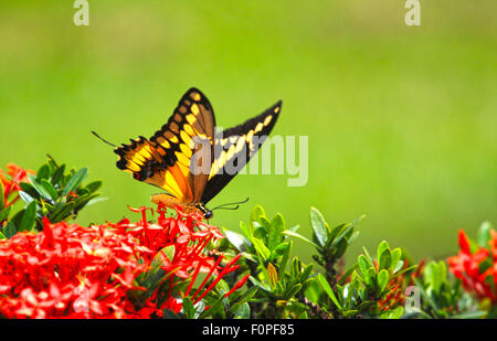 Belle queue fourchue, géant de l'alimentation des papillons sur des fleurs Banque D'Images