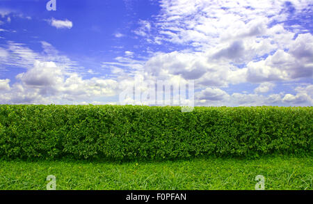 Couverture verte avec un beau ciel bleu et nuages blancs Banque D'Images