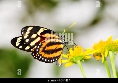 Tiger-Mimic Lycorea cleobaea Queen (papillon) posés sur une fleur se nourrir Banque D'Images