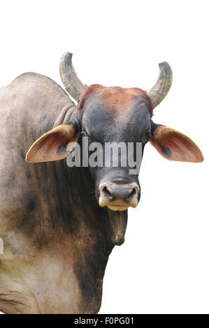 Big Bull brahman isolé sur fond blanc Banque D'Images