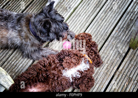 Cairn Terrier chien et un Cockerpoo chiot jouer avec une balle Banque D'Images