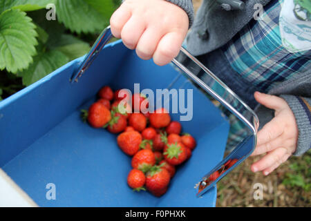 La cueillette des fraises, Hendrewennol tout-petit fruit farm, Bonvilston, Bridgend, Vale of Glamorgan, Pays de Galles. UK Banque D'Images