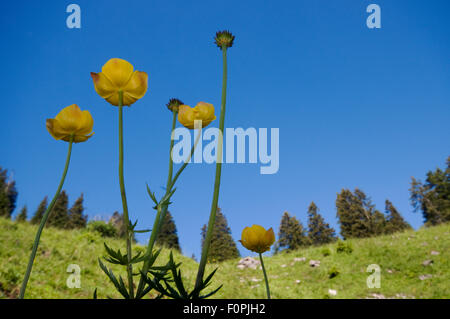 Globeflowers (Trollius europaeus) en fleur, Liechtenstein, Juin 2009 Banque D'Images