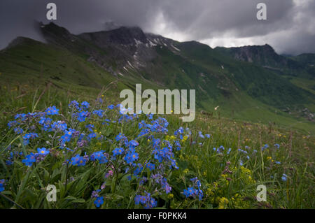 Alpine forget-me-not (Myosotis asiatica) fleurs dans un pré, ciel d'orage, Liechtenstein, Juin 2009 Banque D'Images