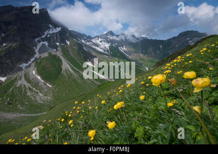 Globeflowers (Trollius europaeus) croissant dans un pré, le Grauspitz (2,599m) dans la distance, la plus haute montagne au Liechtenstein, Juin 2009 Banque D'Images