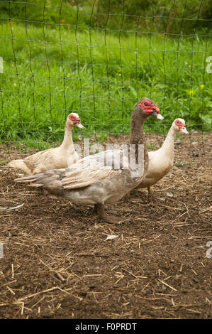 Femelle Mâle et deux canards de Barbarie intérieure à oeillet, Washington, USA. Banque D'Images