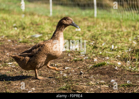 Canard en kaki Campbell marche Carnation, Washington, États-Unis Banque D'Images