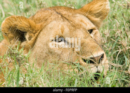 Lionne au repos dans l'herbe dans le Serengeti National Park, Tanzania, Africa Banque D'Images
