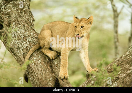 Lionne dans l'arbre, léchant ses lèvres en prévision d'une proie qu'elle vient de là, dans la région de Serengeti de Tanzanie, Afrique Banque D'Images