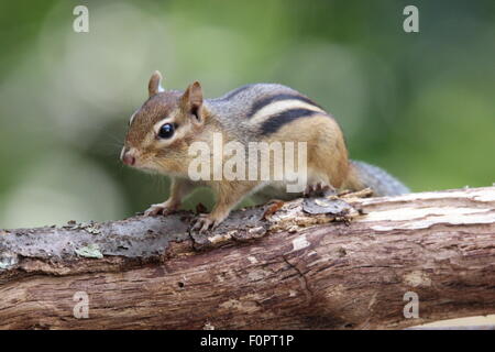 Un peu le Tamia rayé (Tamias striatus) assis sur une branche en été. Banque D'Images