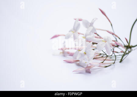 Fleurs de jasmin sur fond blanc Banque D'Images