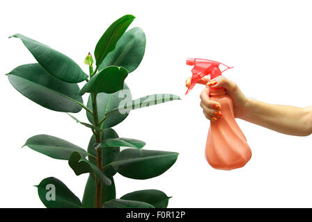 Mains d'une femme plante sprinkles Banque D'Images