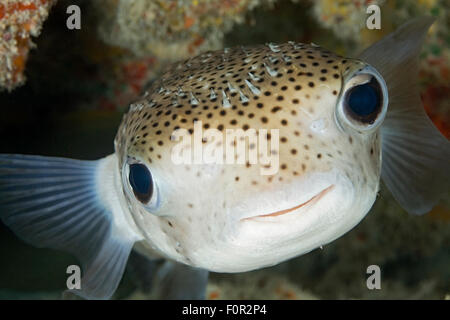 CLOSE-UP VUE DE FACE DE POISSON PORC-ÉPIC Banque D'Images