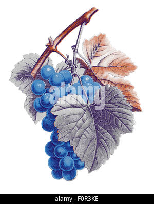 Illustration numérique basé sur un ancien modèle de botanique (vitis vinifera) et traités que la lithographie en 4 couleurs Banque D'Images