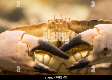 Cancer pagurus également connu sous le nom de crabe crabe brun ou comme vu en vie sous l'eau Banque D'Images