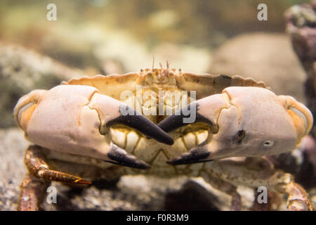 Cancer pagurus également connu sous le nom de crabe crabe brun ou comme vu en vie sous l'eau Banque D'Images