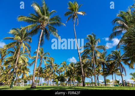 Lummus Park à Miami Beach, Floride Banque D'Images