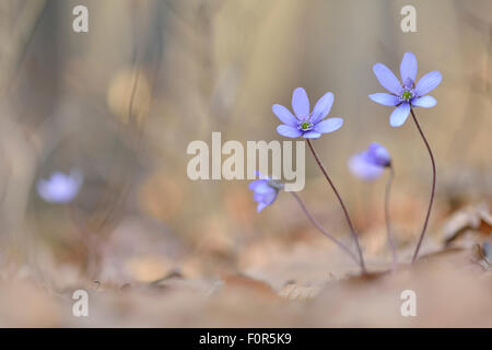 L'hépatique (anemone hepatica), Thuringe, Allemagne Banque D'Images