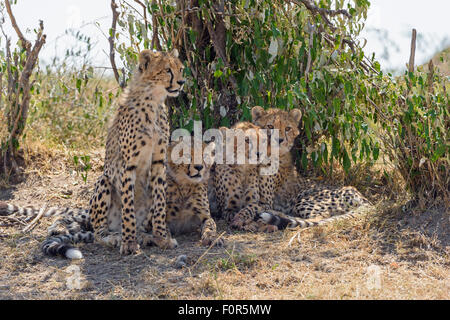 Les jeunes guépards (Acinonyx jubatus) assis dans l'ombre, Maasai Mara National Reserve, Kenya, comté de Narok Banque D'Images