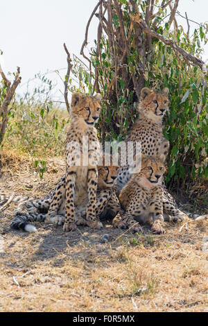 Les jeunes guépards (Acinonyx jubatus) assis dans l'ombre, Maasai Mara National Reserve, Kenya, comté de Narok Banque D'Images