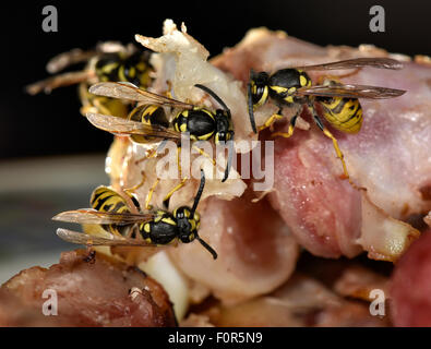 Guêpe européenne (Vespula germanica), assis et se nourrissant de lard grillé, Allemagne Banque D'Images