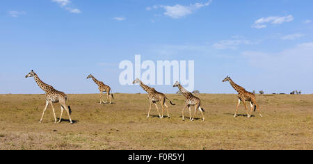 Savannah avec Masai girafes (Giraffa camelopardalis), Masai Mara National Reserve, Kenya, comté de Narok Banque D'Images