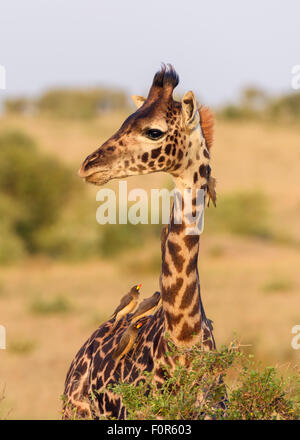 Les Masais Girafe (Giraffa camelopardalis), avec des jeunes animaux oxpeckers à bec rouge (Buphagus erythrorhynchus) sur son cou Banque D'Images