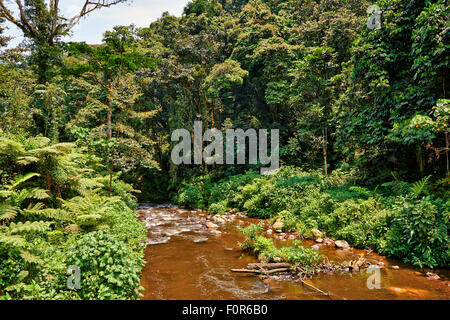 De la forêt impénétrable de Bwindi, en Ouganda, l'Afrique Banque D'Images