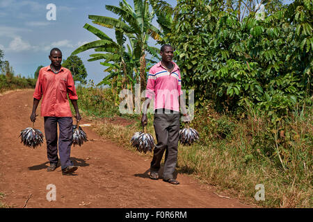 Les pêcheurs portant leurs prises à la maison, région des lacs de cratère Bunyaruguru, Ouganda, Afrique du Sud Banque D'Images