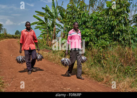 Les pêcheurs portant leurs prises à la maison, région des lacs de cratère Bunyaruguru, Ouganda, Afrique du Sud Banque D'Images