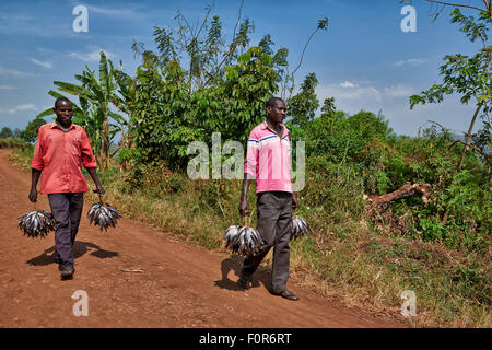 Les pêcheurs portant leurs prises à la maison, région des lacs de cratère Bunyaruguru, Ouganda, Afrique du Sud Banque D'Images