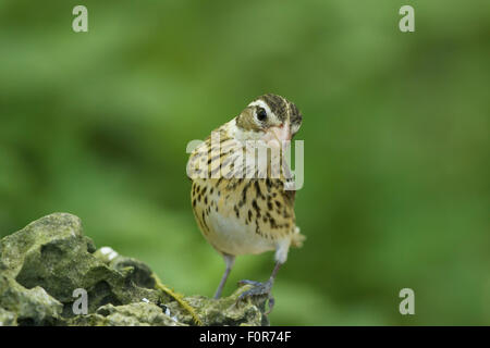 Cardinal à poitrine rose - Pheucticus ludovicianus sur la migration féminine de la côte du golfe du Texas, USA BI027161 Banque D'Images