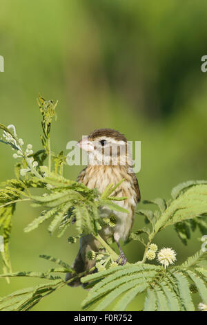 Cardinal à poitrine rose - Pheucticus ludovicianus sur la migration féminine de la côte du golfe du Texas, USA BI027162 Banque D'Images