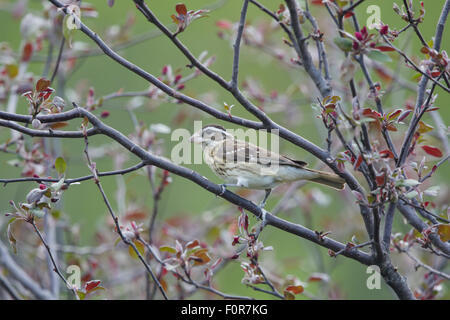 Cardinal à poitrine rose - Pheucticus ludovicianus femelle au printemps de la côte du golfe du Texas, USA BI027163 Banque D'Images