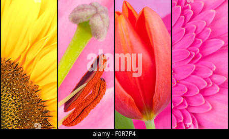 Collage de Tournesol jaune Gerbera rose et rd Tulip in close up, séparés par des bandes noires Banque D'Images