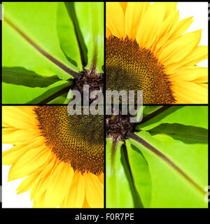 Collage de feuilles de fougère vert et jaune tournesol dans un cadre carré Banque D'Images