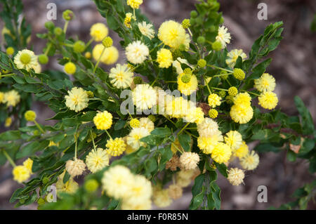 Merimbula wattle (mimosa), Acacia baileyana, au Westgate Park, Melbourne, Australie Banque D'Images