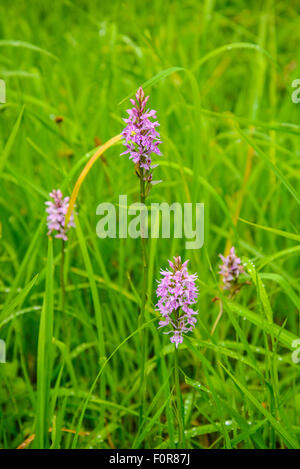 Dactylorhiza maculata Heath spotted orchid à Roslin Glen Midlothian près d'Edimbourg en Ecosse Banque D'Images