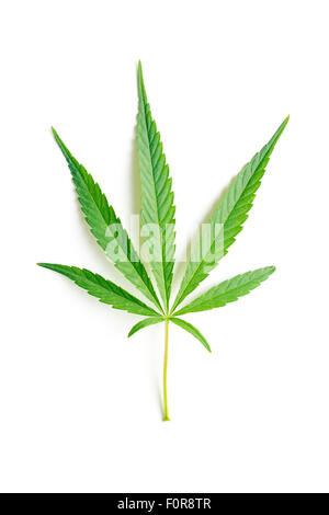 Feuille de cannabis sur fond blanc Banque D'Images