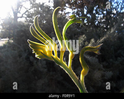 Perth, Australie. 20e Août, 2015. Nouvelle patte de kangourou vert et or variété appelée fleur Anigozanthos 'Anniversaire Gold', produites en 2015 pour commémorer le 50e anniversaire de l'ouverture de l'Australie Occidentale, jardins botaniques Kings Park, Perth, Australie de l'Ouest Crédit : Suzanne de Long/Alamy Live News Banque D'Images