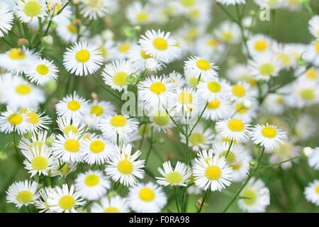 Plan Macro sur les petites fleurs sauvages de type marguerite Banque D'Images