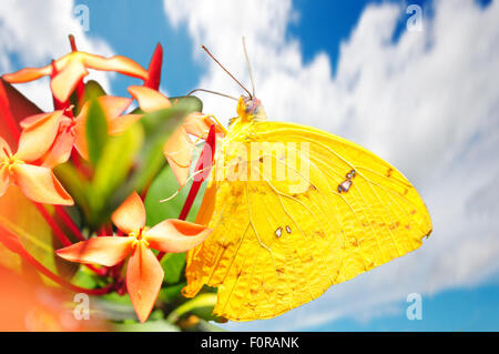 Beau Ciel de soufre (Phoebis sennae) butterfly posés sur une fleur nourrir contre un beau ciel bleu Banque D'Images