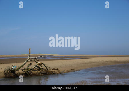 Driftwood sur le sable Banque D'Images