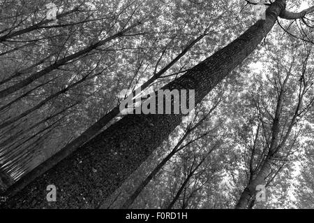 Forêt de chêne en pein coeur de la Toscane, Italie Banque D'Images