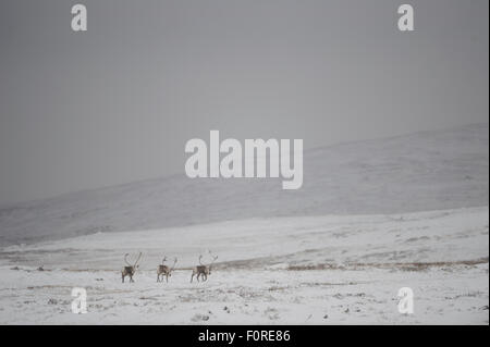 Trois Renne (Rangifer tarandus) marche dans la neige, le Parc National de Forollhogna, Norvège, septembre 2008 Banque D'Images