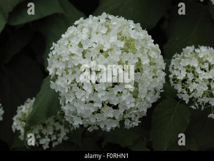 L'Hydrangea arborescens 'Annabelle' close up of flower Banque D'Images